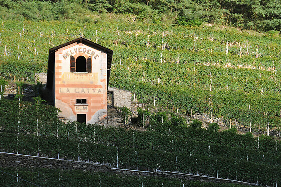 Casa Vinicola Triacca - photo 3
