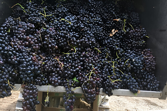 Cascina cà del bricco - photo 3