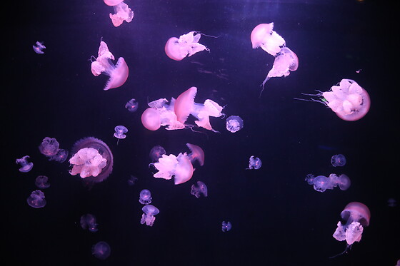 Aquarium de Paris - photo 9