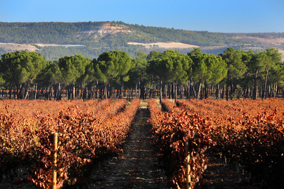 BODEGA FINCA VILLACRECES & BODEGA IZADI - photo 14