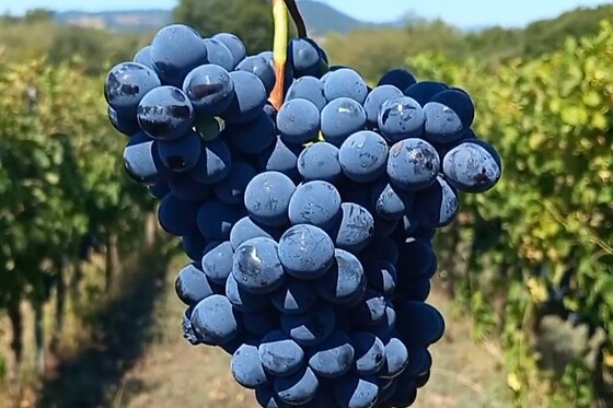 La Disfida Vini Testardi - photo 1