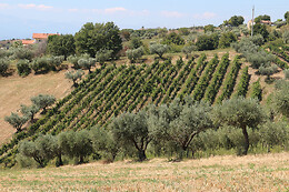 McCalin  vini artigianali