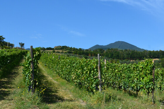 Azienda Agricola Elena Fucci - photo 0