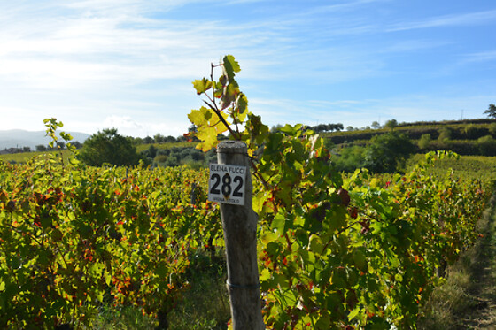 Azienda Agricola Elena Fucci - photo 2