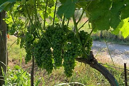 Azienda Agricola Astone