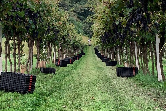Cantina La pesenata - photo 0