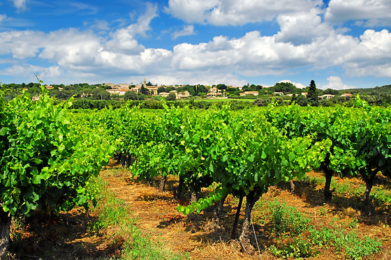 Domaine Brocard - photo 0
