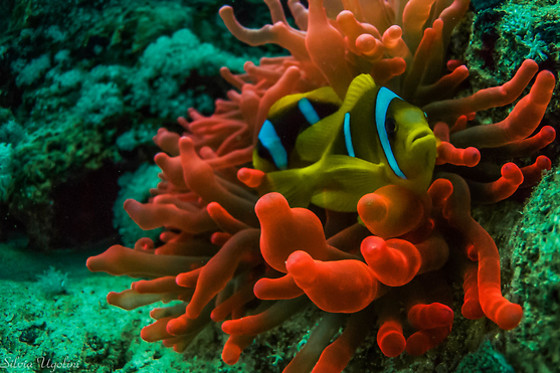 Diving Degli Etruschi - photo 1