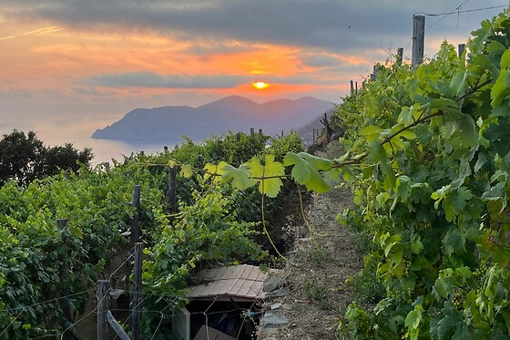 Cantina Capellini - photo 1