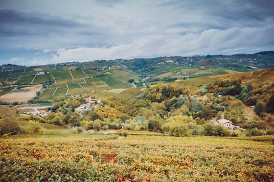 AZIENDA AGRICOLA ABELLONIO ROBERTO CASCINA PICCALUGA - photo 1