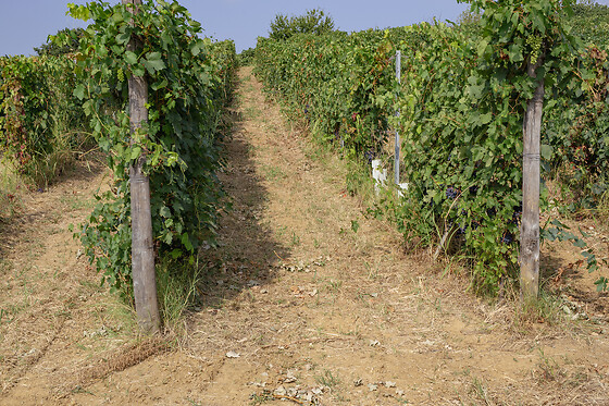 Azienda Agricola Boggero - photo 2