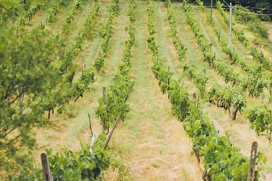 Matrignano Vini - photo 0