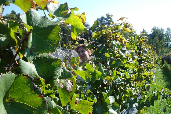 Azienda Agricola Viola - photo 4