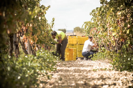 Azienda Vitivinicola Saccomani - photo 0