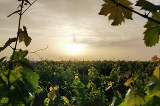 Az. Agricola Midia - photo 3