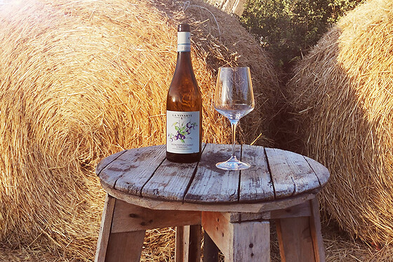 AZIENDA AGRICOLA LA VINARTE - photo 7